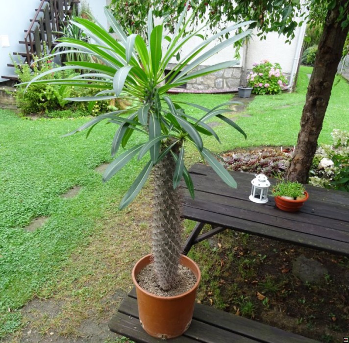 Pachypodium lamerei 600kč-velikost.jpg